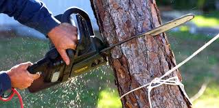 Best Storm Damage Tree Cleanup  in Kurtistown, HI
