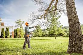Kurtistown, HI Tree Care Company