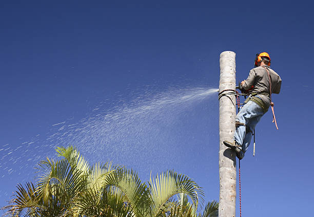 Best Tree Cabling and Bracing  in Kurtistown, HI