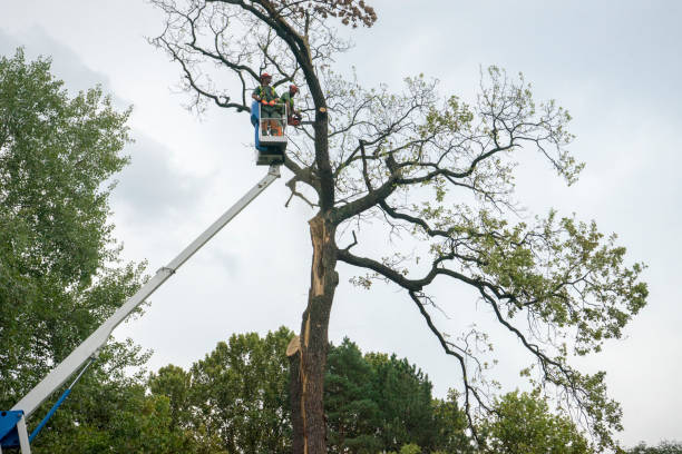 Best Commercial Tree Services  in Kurtistown, HI