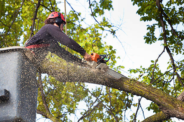 Best Tree Health Inspection  in Kurtistown, HI
