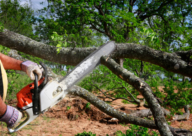 How Our Tree Care Process Works  in  Kurtistown, HI